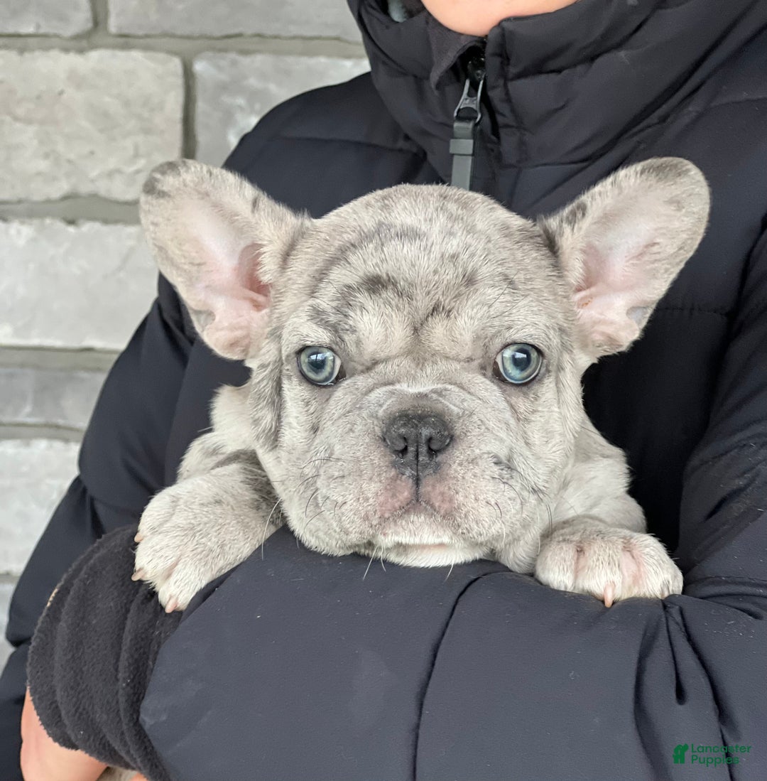 French Bulldog dogs for sale: Oscar - Ad 2