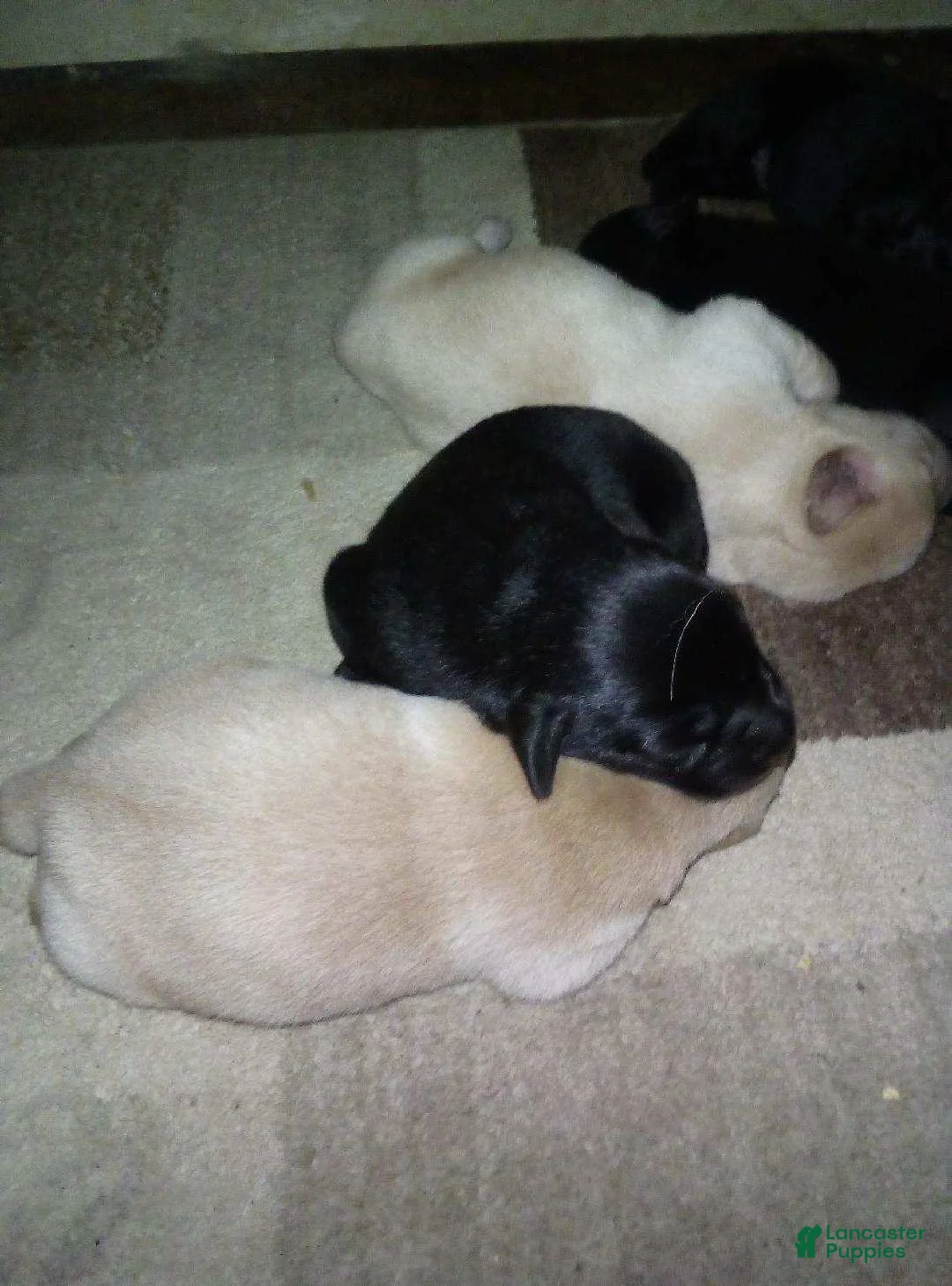 Labrador Retriever dogs for sale: Brutis - Ad 1