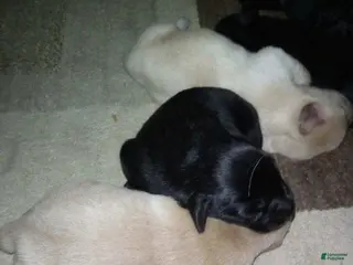 Labrador Retriever dogs Brutis - Ad 14