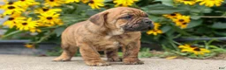 Beabull dogs for sale: Avery ❤️ - Ad 7