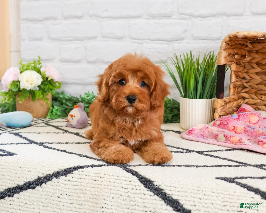 Cavapoo dogs for sale: Amore  - Ad 2