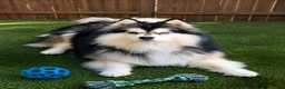 Pomsky dogs for sale: Black mini - Ad 18