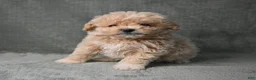 Maltipoo dogs for sale: Maltipoo 3 - Ad 5