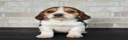 Beagle dogs for sale: Princess - Ad 4
