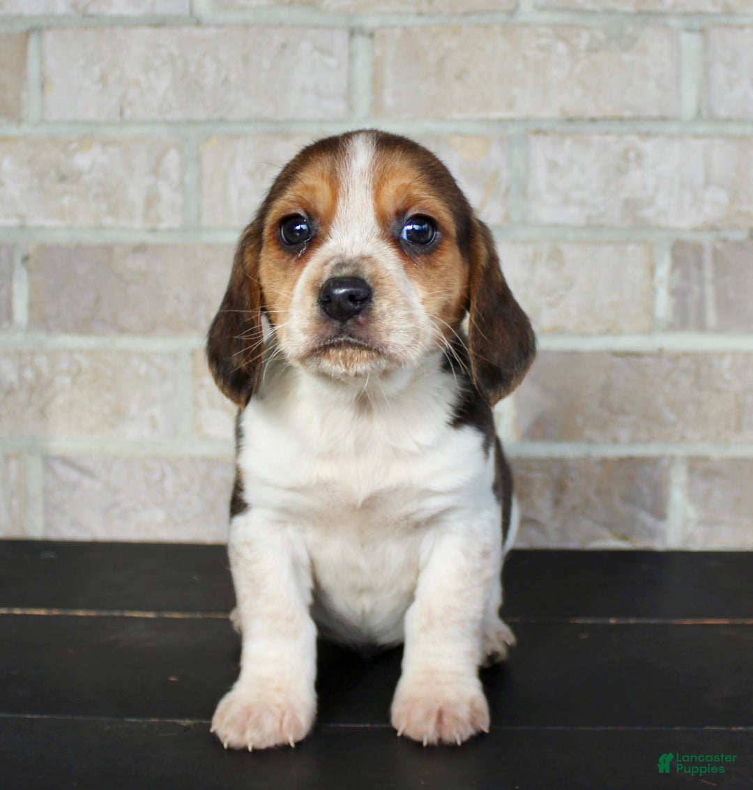 Beagle dogs for sale: Princess - Ad 4