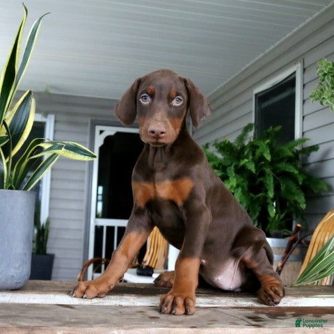 Doberman Pinscher dogs Wanda - Ad 1