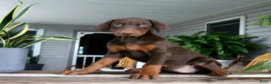 Wanda