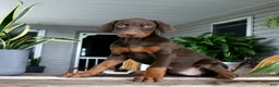 Doberman Pinscher dogs for sale: Wanda - Ad 1