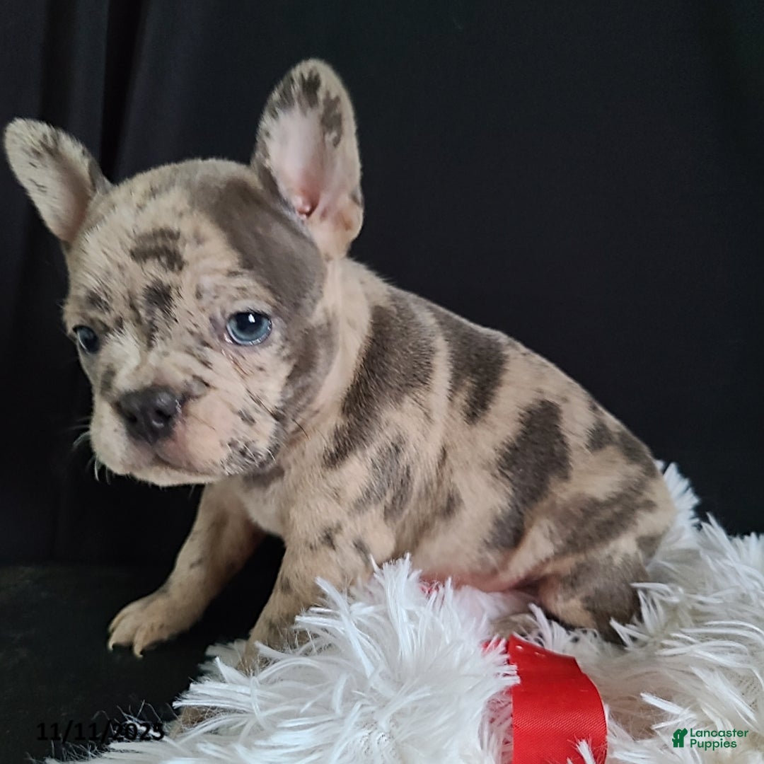 Frenchton dogs for sale: Pebbles - Ad 18