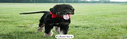 Bernedoodle dogs for sale: Glacier - Ad 10