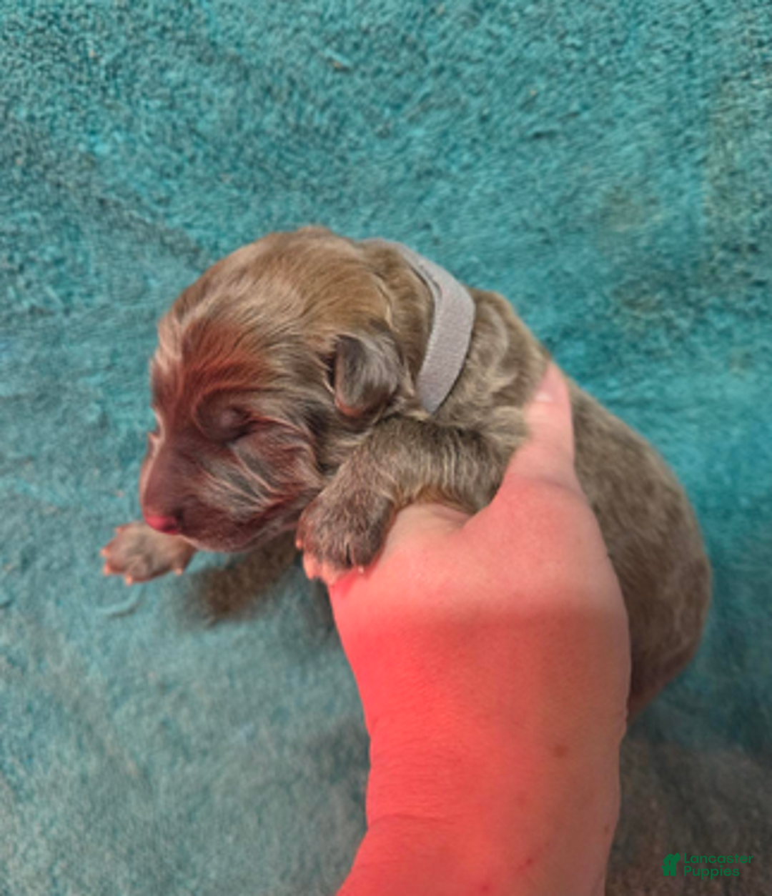 German Shepherd dogs for sale: Gray Collar Boy - Ad 5