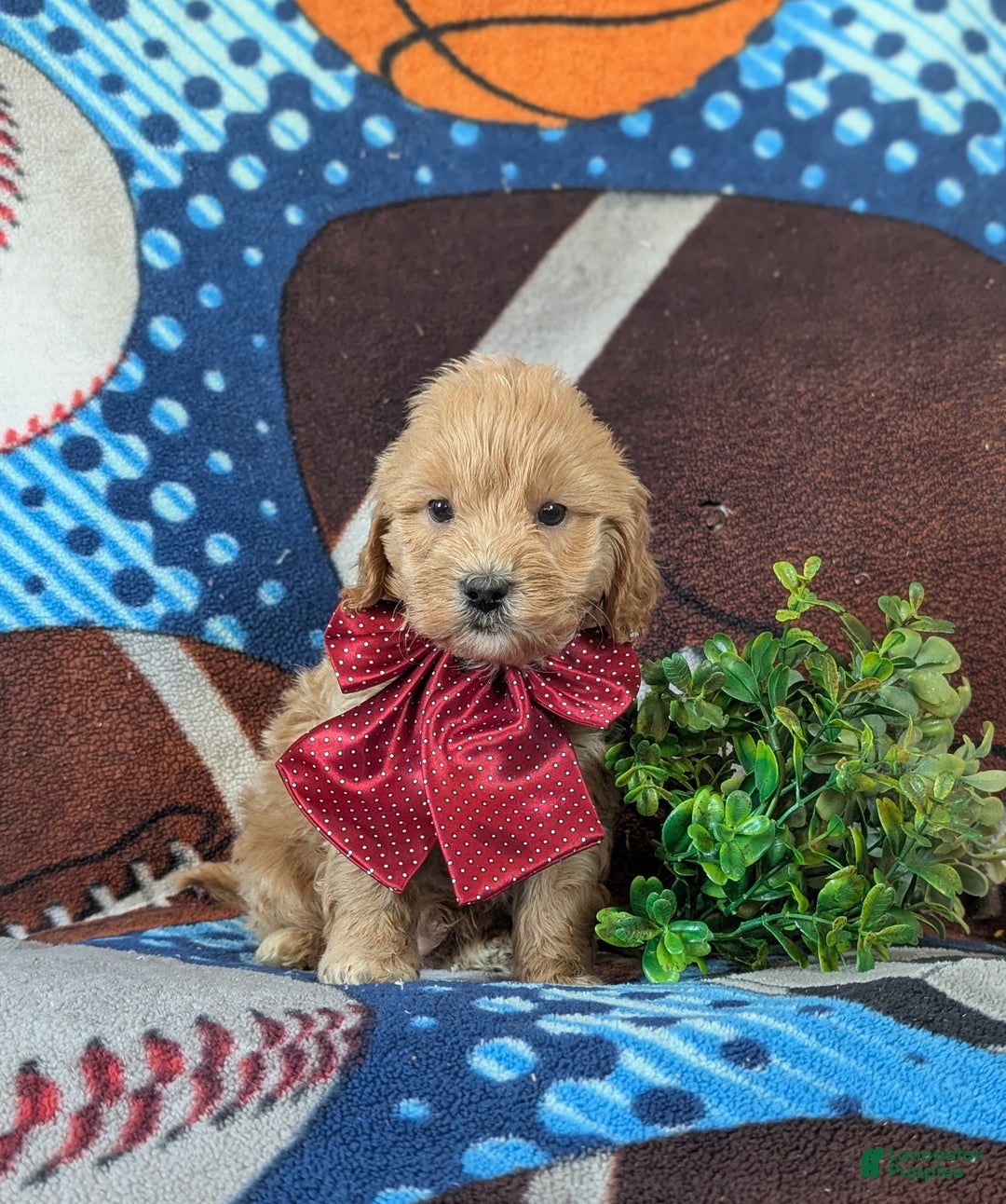 Cockapoo dogs for sale: Alexander Hypoallergenic - Ad 3