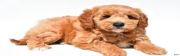 Mini Goldendoodle dogs for sale: Klohe - Ad 3