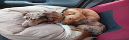 Miniature Dachshund dogs for sale: Poppyseed  - Ad 12