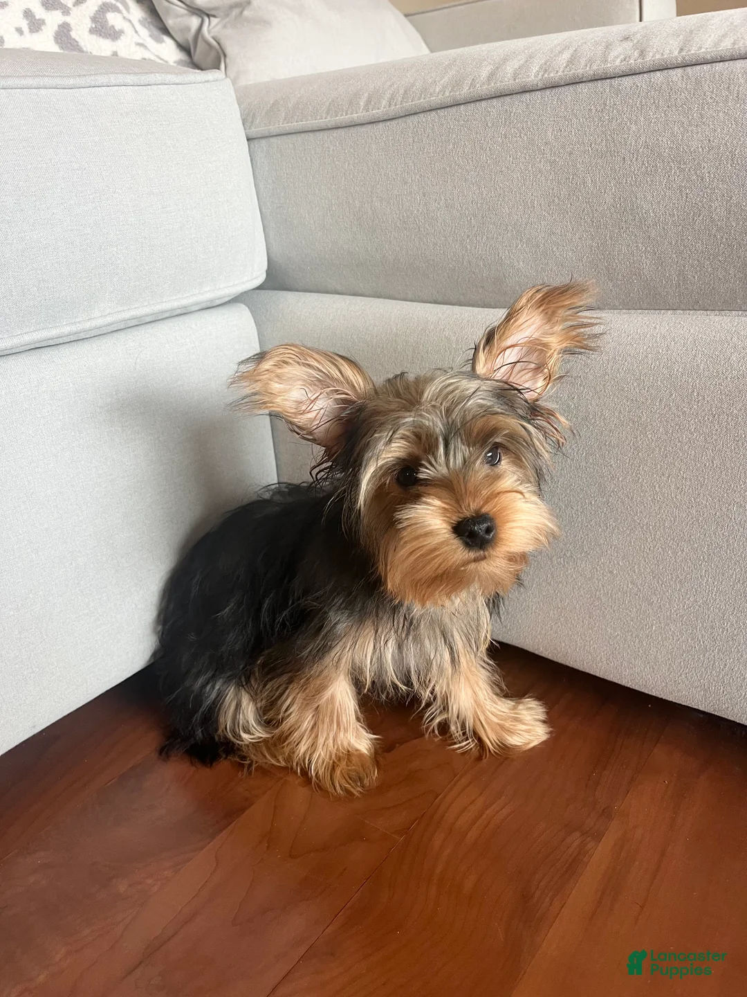 Yorkiepoo dogs for sale: Yorkiepoo Puppy 1 - Ad 3