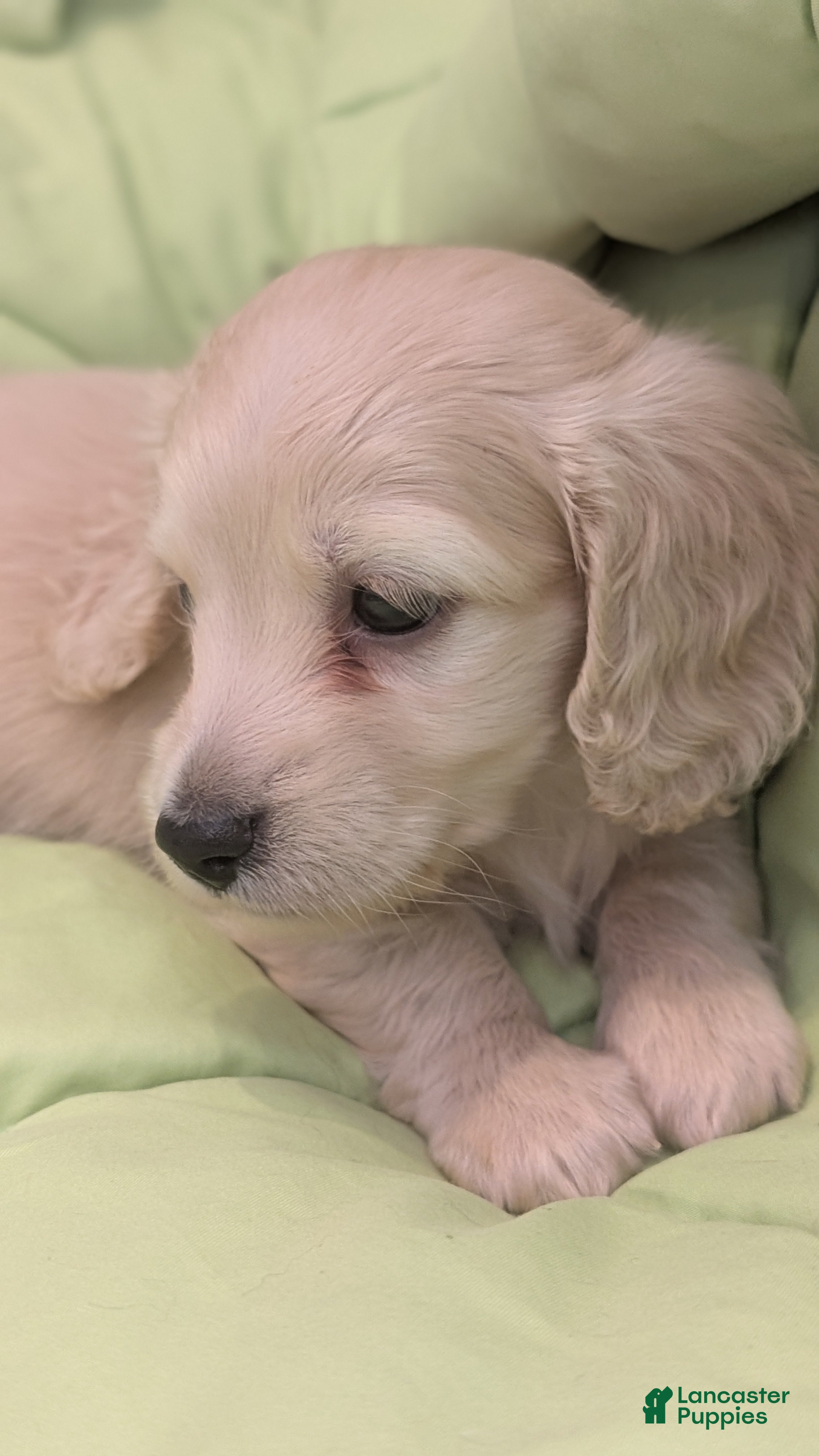 Miniature Dachshund dogs Creamy - Ad 2