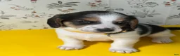 Mixed Breed dogs for sale: Sailor - Ad 5