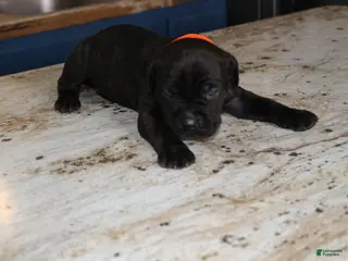 Cane Corso dogs Orange - Ad 39
