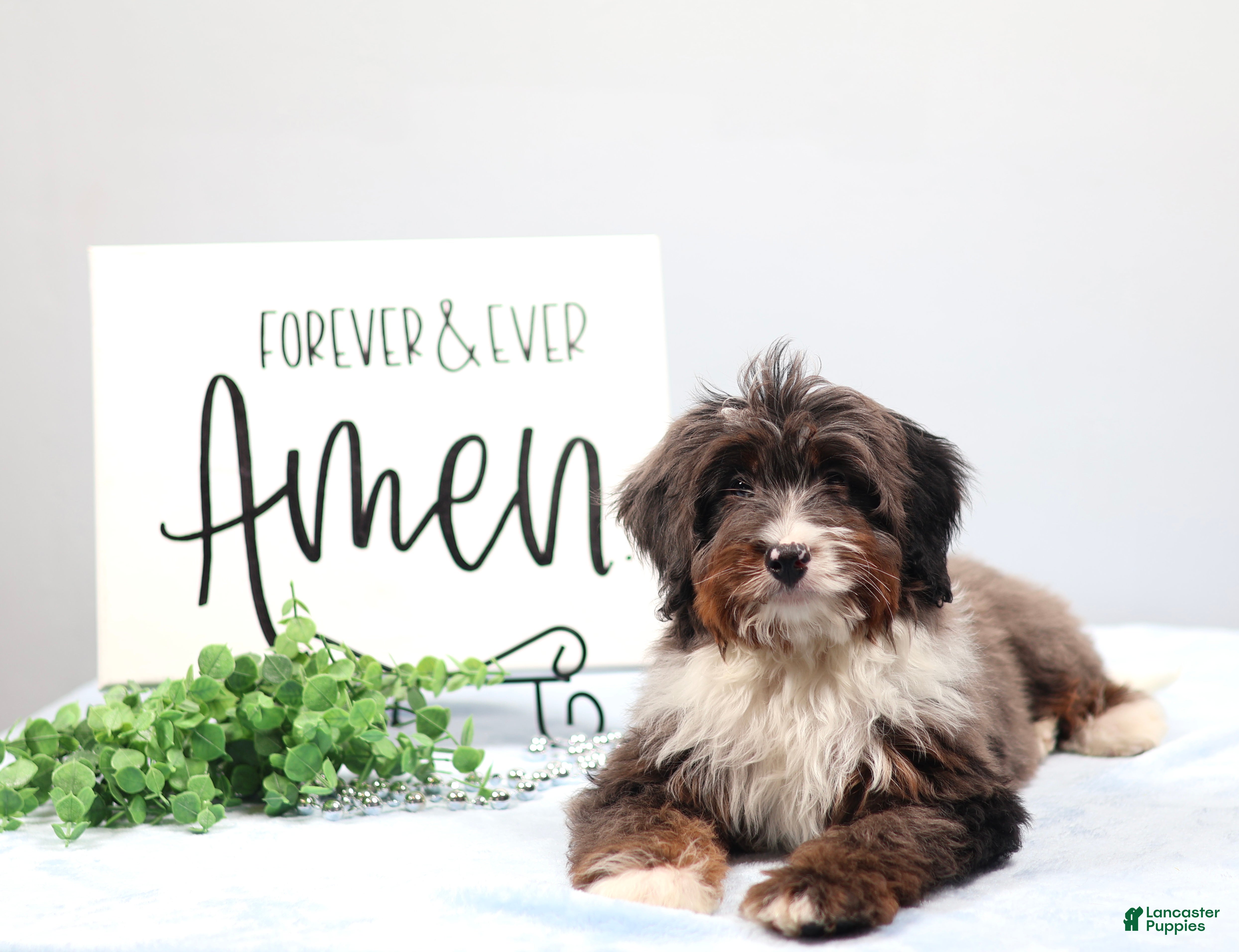 Mini Bernedoodle dogs Eliot - Ad 1