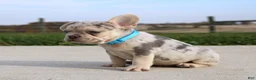 French Bulldog dogs for sale: Rigby - Ad 2