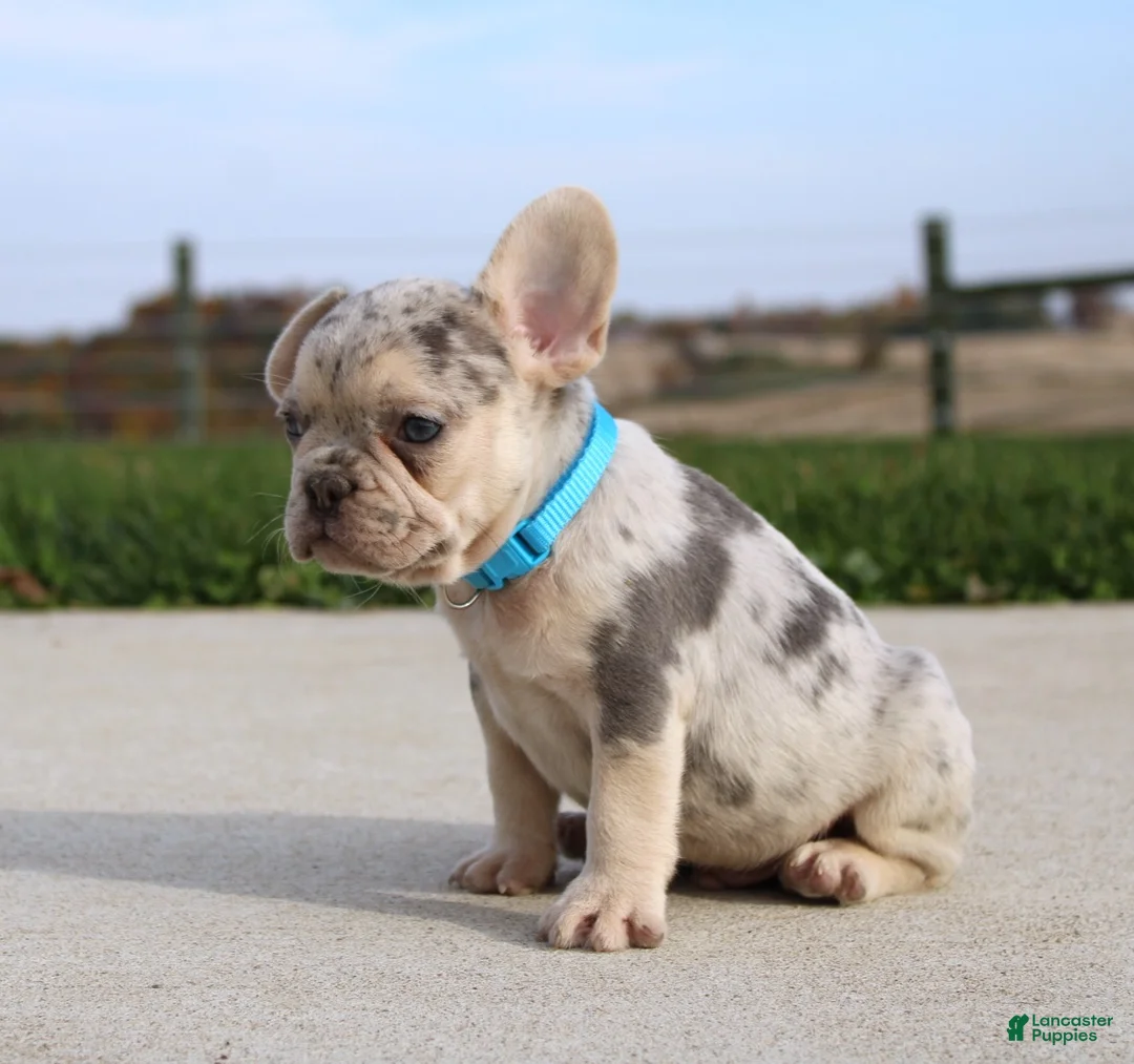 French Bulldog dogs for sale: Rigby - Ad 2
