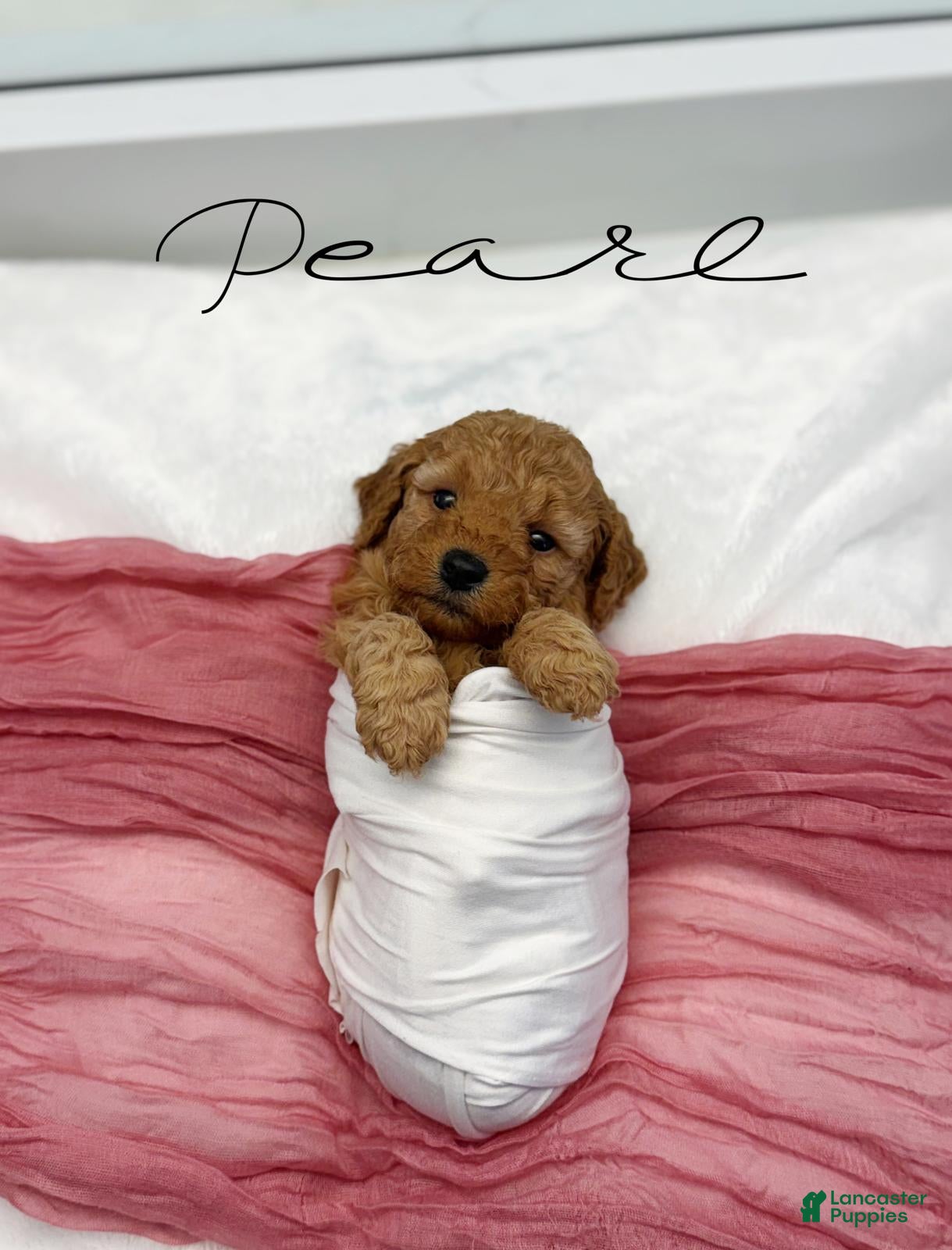 Mini Goldendoodle dogs Pearl  - Ad 1