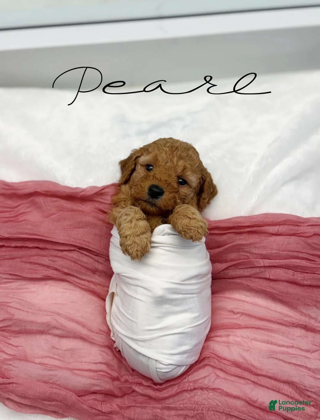 Mini Goldendoodle dogs for sale: Pearl  - Ad 1