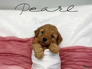 Mini Goldendoodle dogs for sale: Pearl - Ad 4