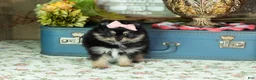 Pomeranian dogs for sale: Reese - Ad 4