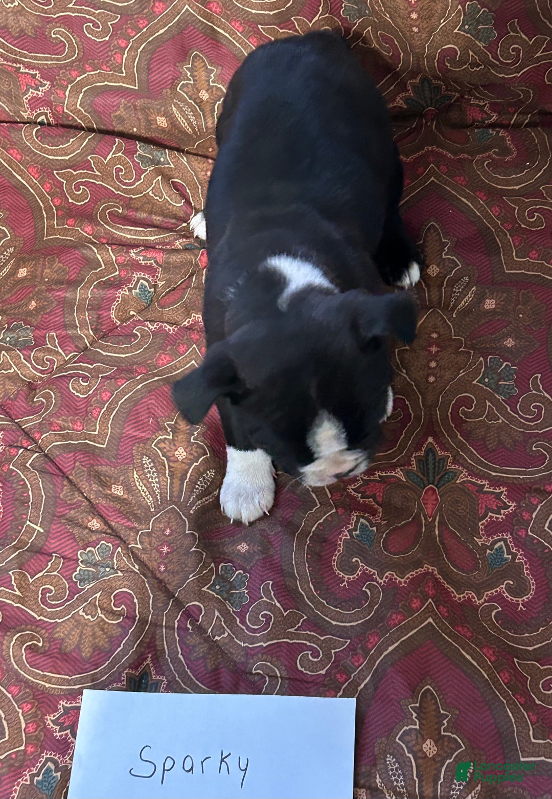 Boston Terrier dogs for sale: Boston Terrier Puppy 2 - Ad 1