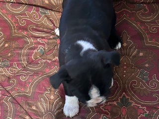 Boston Terrier dogs Boston Terrier Puppy 2 - Ad 21