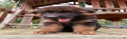 German Shepherd dogs for sale: Zeus - Ad 6