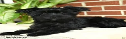 Yorkshire Terrier dogs for sale: Raven - Ad 3