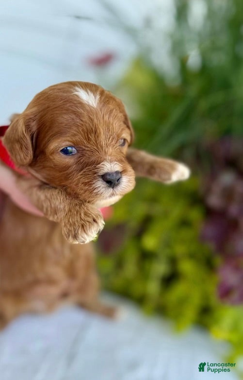Cavapoo dogs Finn - Ad 1