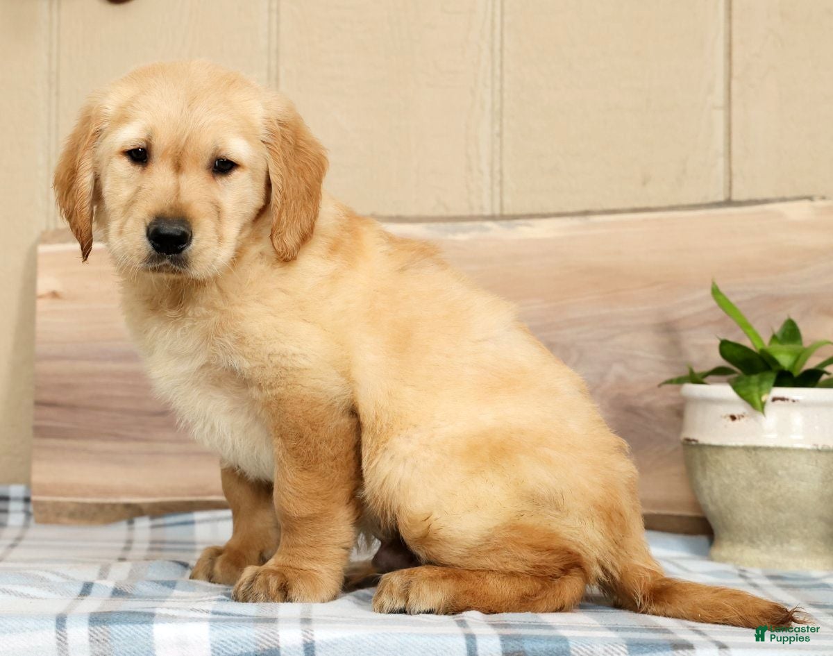 Golden Retriever dogs Britt - Ad 2