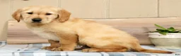 Golden Retriever dogs for sale: Britt - Ad 2