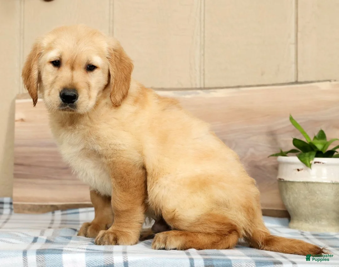 Golden Retriever dogs for sale: Britt - Ad 2