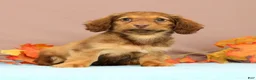 Miniature Dachshund dogs for sale: Ally - Ad 3