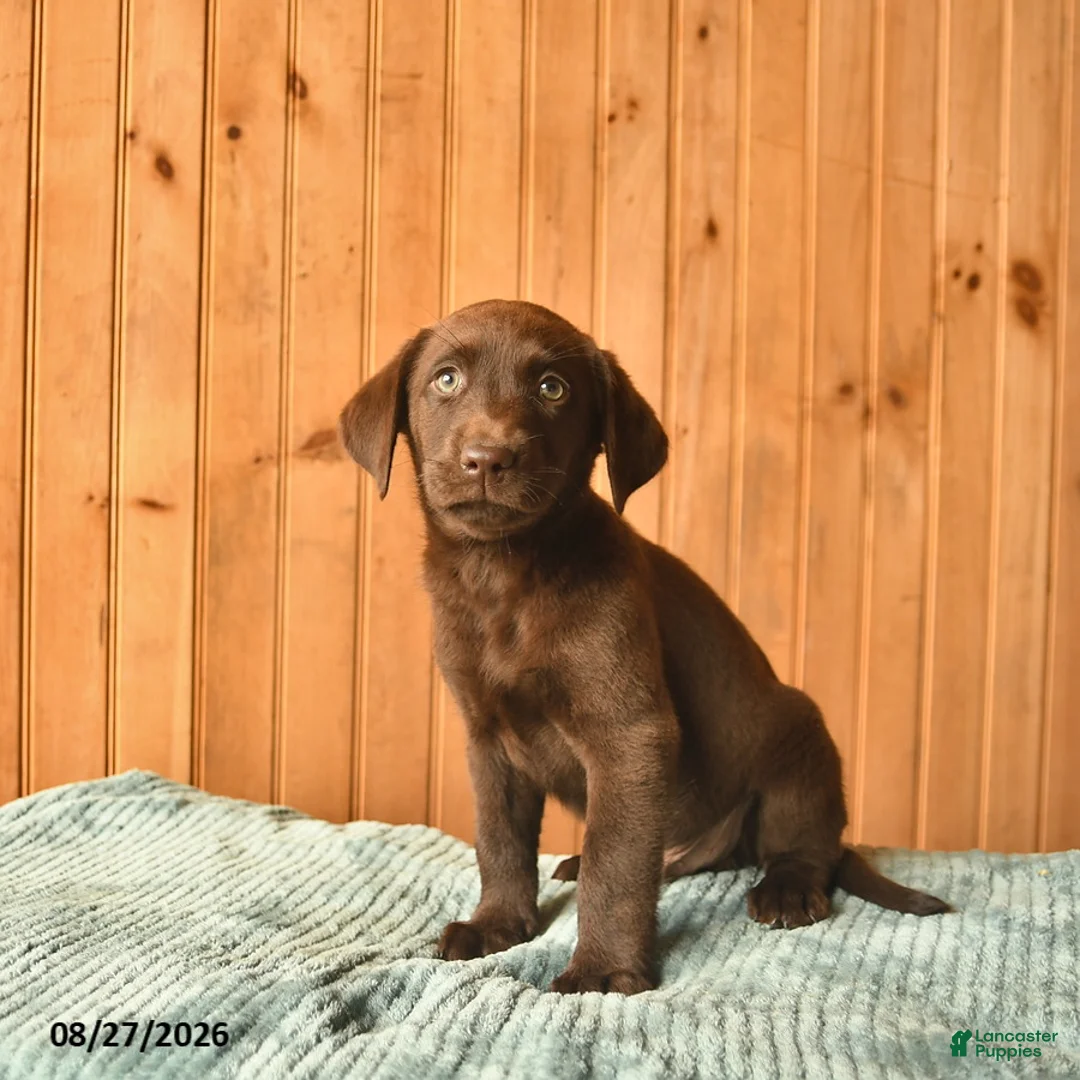 Labrador Retriever dogs for sale: Gadget  - Ad 2