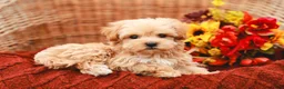 Maltipoo dogs for sale: Jude - Ad 5
