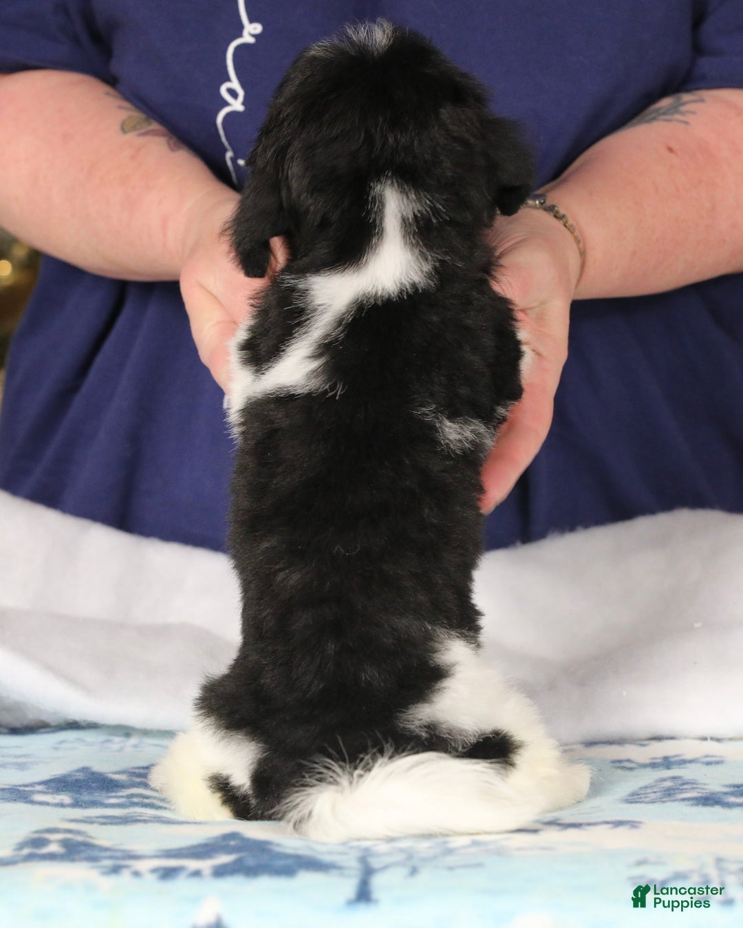 Teddy Bear dogs for sale: Noelle - Ad 53