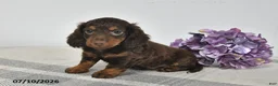 Miniature Dachshund dogs for sale: Archie - Ad 2