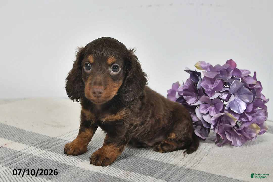 Miniature Dachshund dogs for sale: Archie - Ad 2