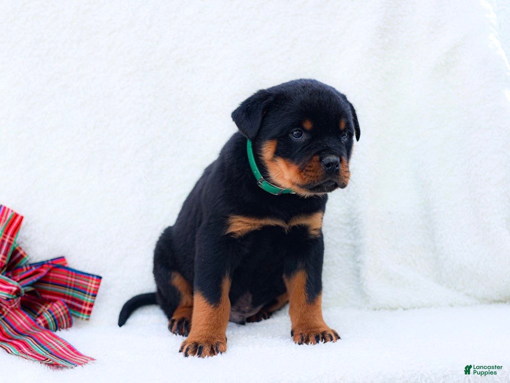 Rottweiler dogs Thor - Ad 1