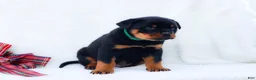 Rottweiler dogs for sale: Thor - Ad 1