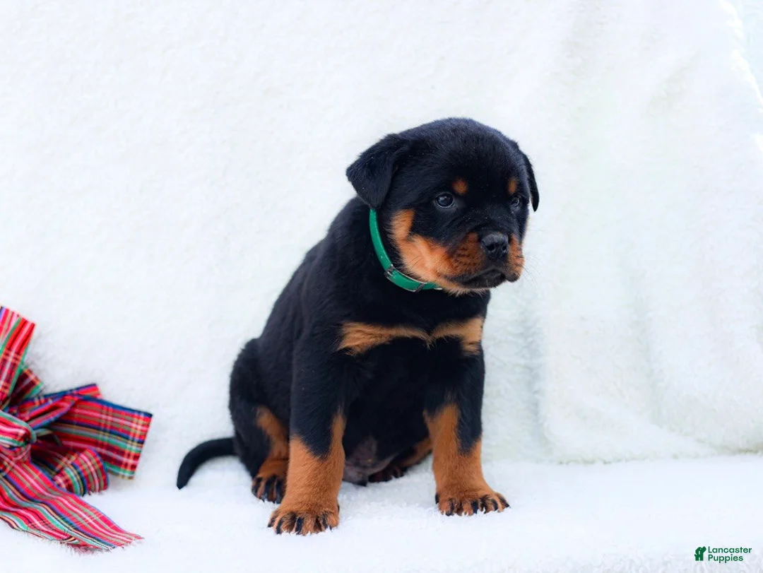 Rottweiler dogs for sale: Thor - Ad 1