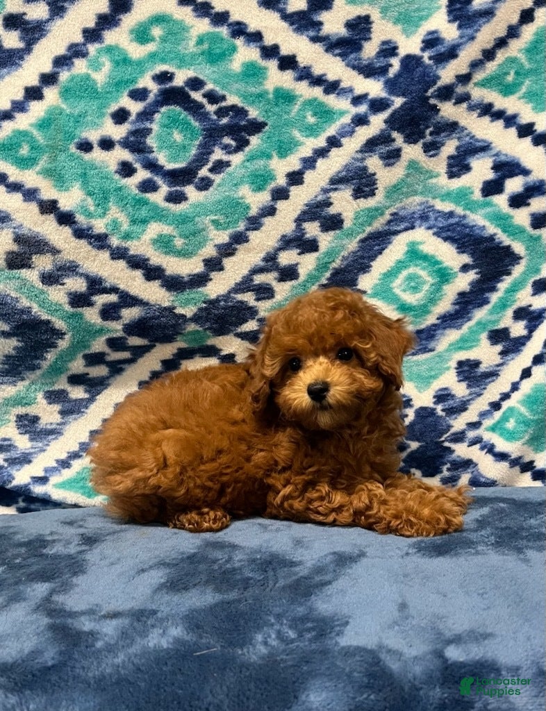 Toy Poodle dogs Tia - Ad 18
