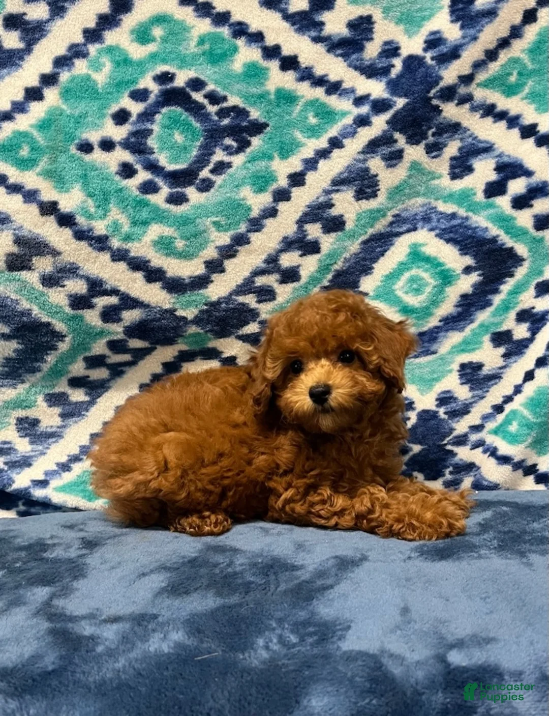 Toy Poodle dogs for sale: Tia - Ad 1