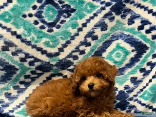 Toy Poodle dogs Tia - Ad 18