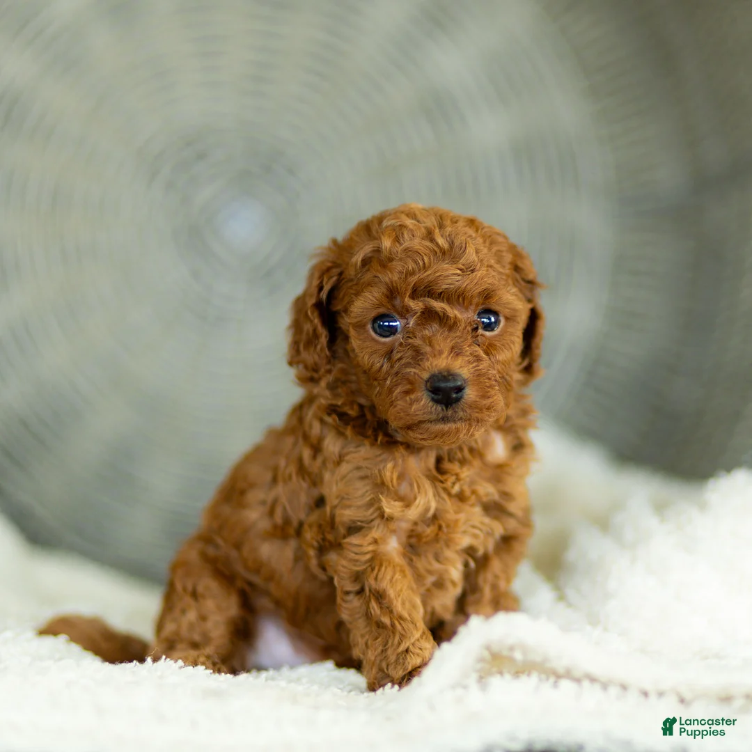 Toy Poodle dogs for sale: Guther Toy Poodle  - Ad 2